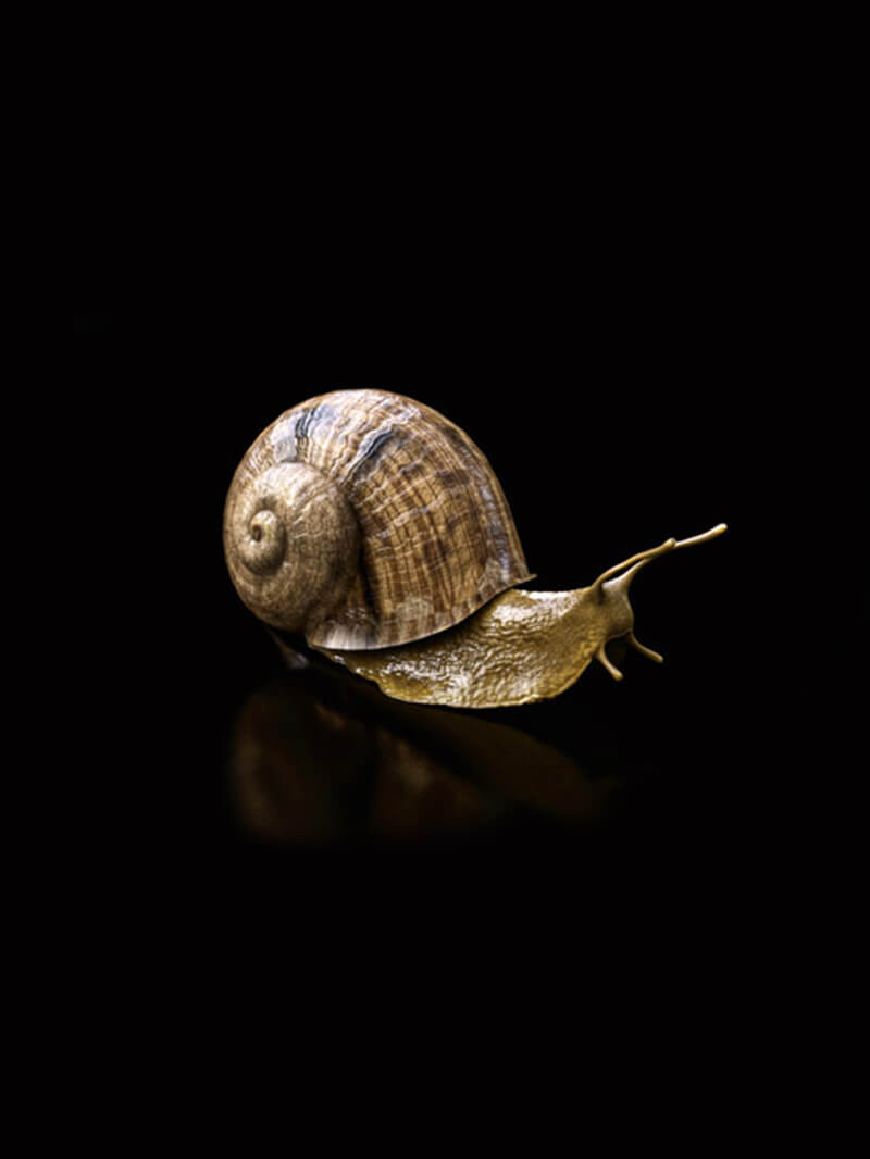 Free Cinema 4D 3D Model Snail