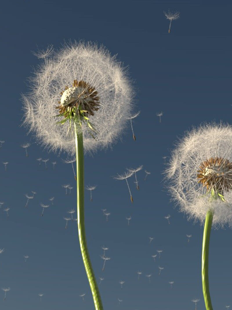 Free Cinema 4D 3D Model Dandelion Arnold