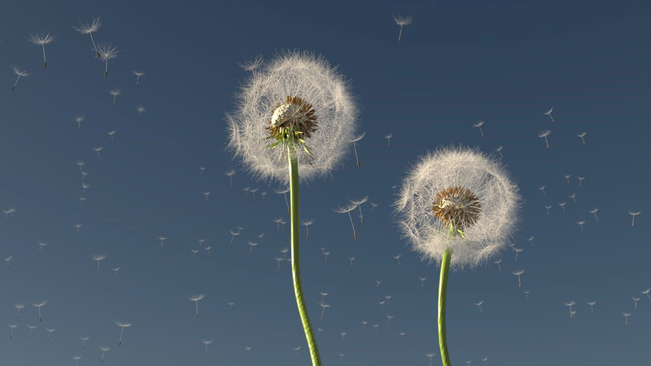 Free Cinema 4D 3D Model Dandelion for Arnold Render