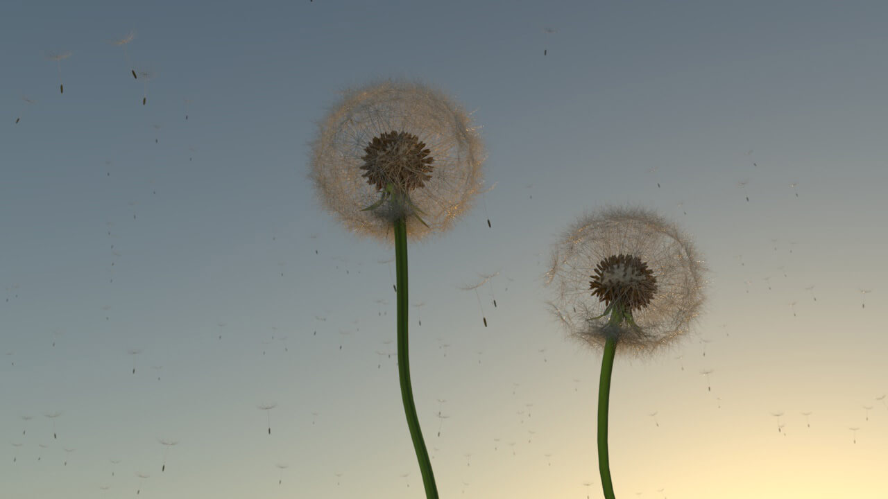 Free Cinema 4D 3D Model Dandelion for Arnold Render
