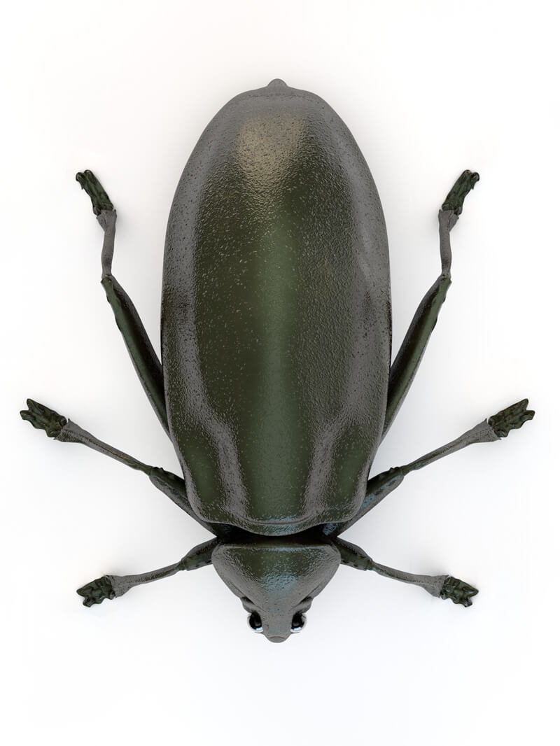 Free Cinema 4D 3D Model Beetle Bug Sculpt