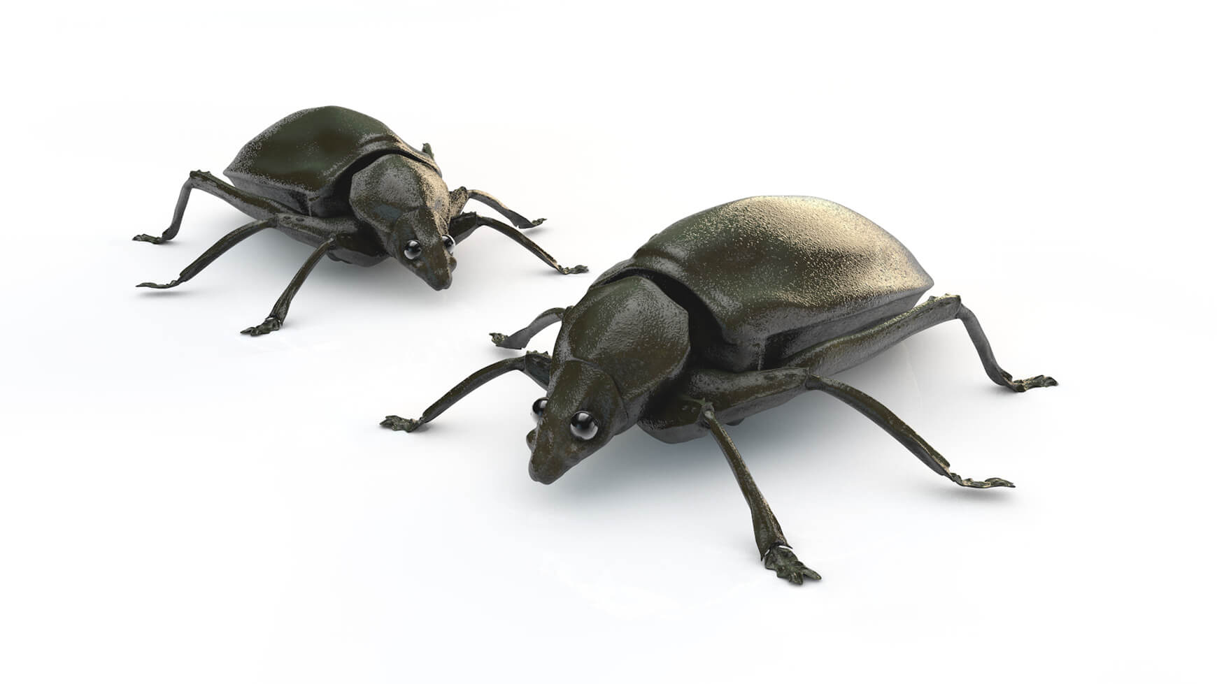 Free Cinema 4D 3D Model Beetle Bug Sculpt