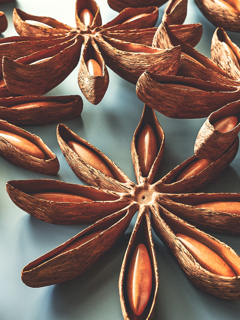 Free Cinema 4D 3D Model Anise Spice