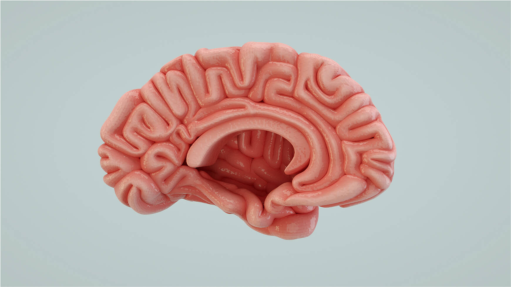 Free Cinema 4D 3D Model Human Brain