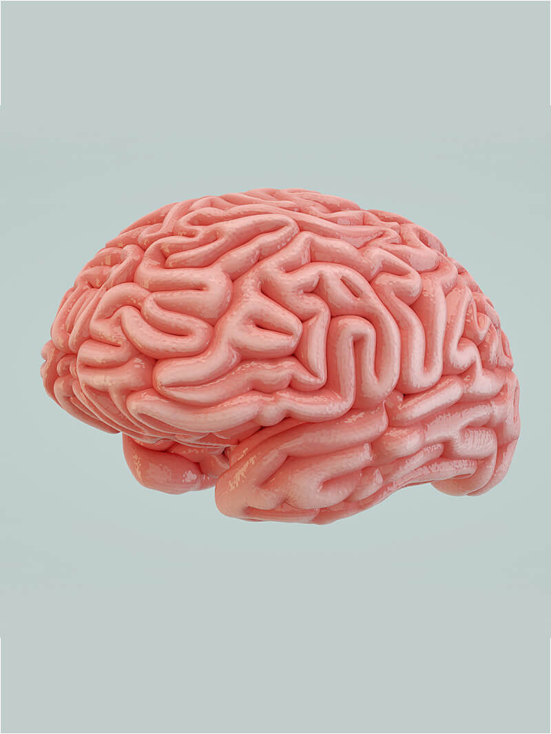 Free Cinema 4D 3D Model Human Brain