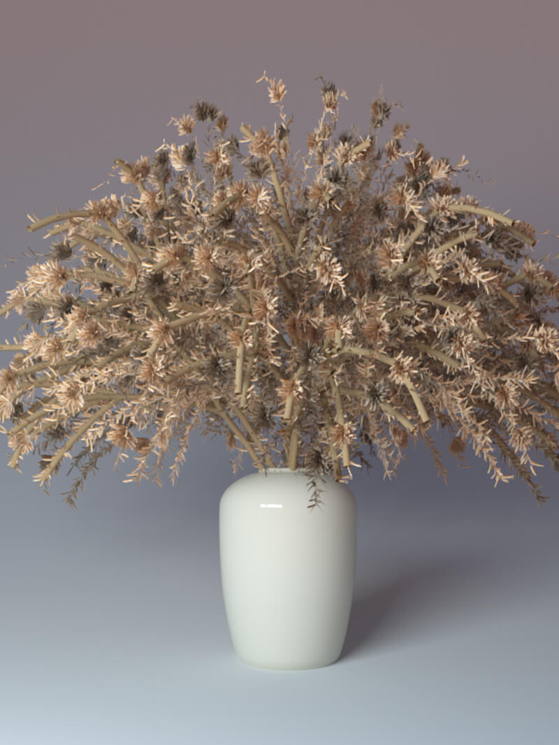 Free Cinema 4D 3D Model Pampas Grass House Plant