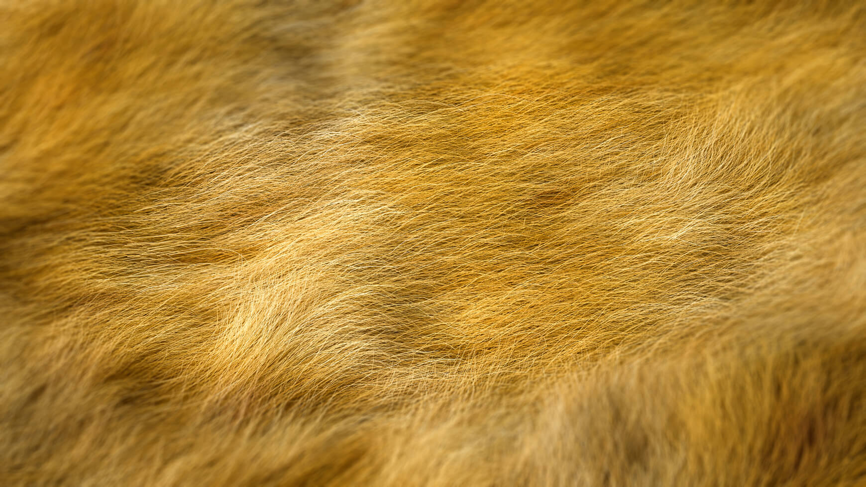 Octane Texture Render Otoy Cinema 4D C4D Hair Fur