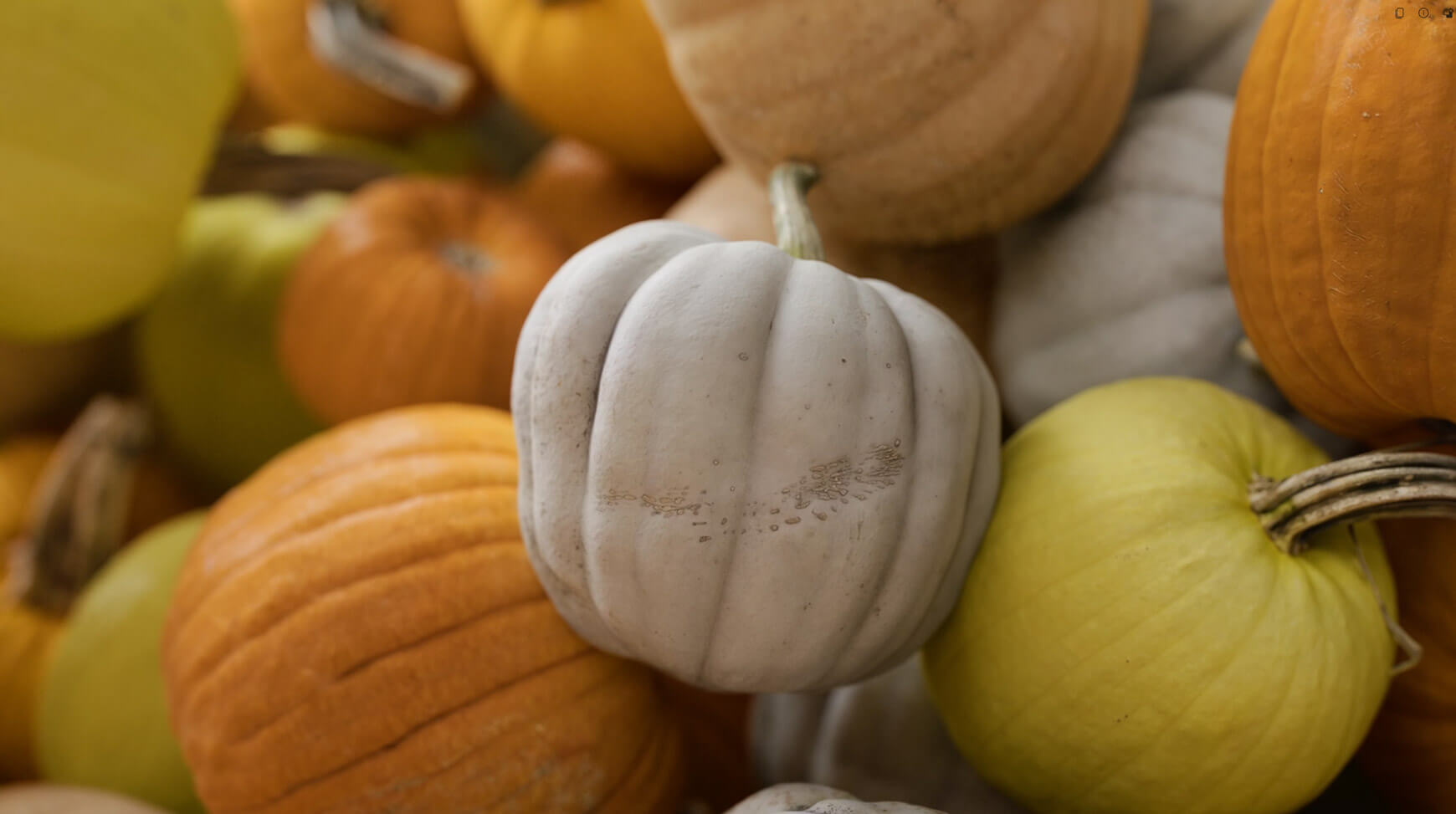 Free Pumpkin 3D Model