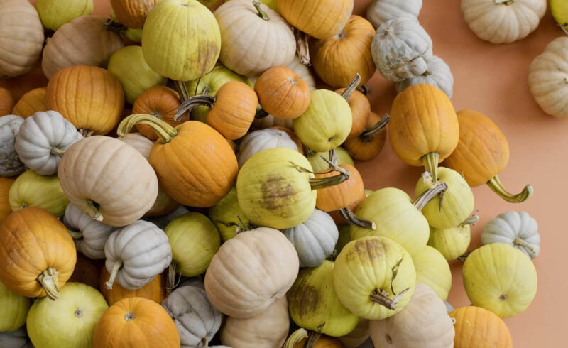 Free Pumpkin 3D Model