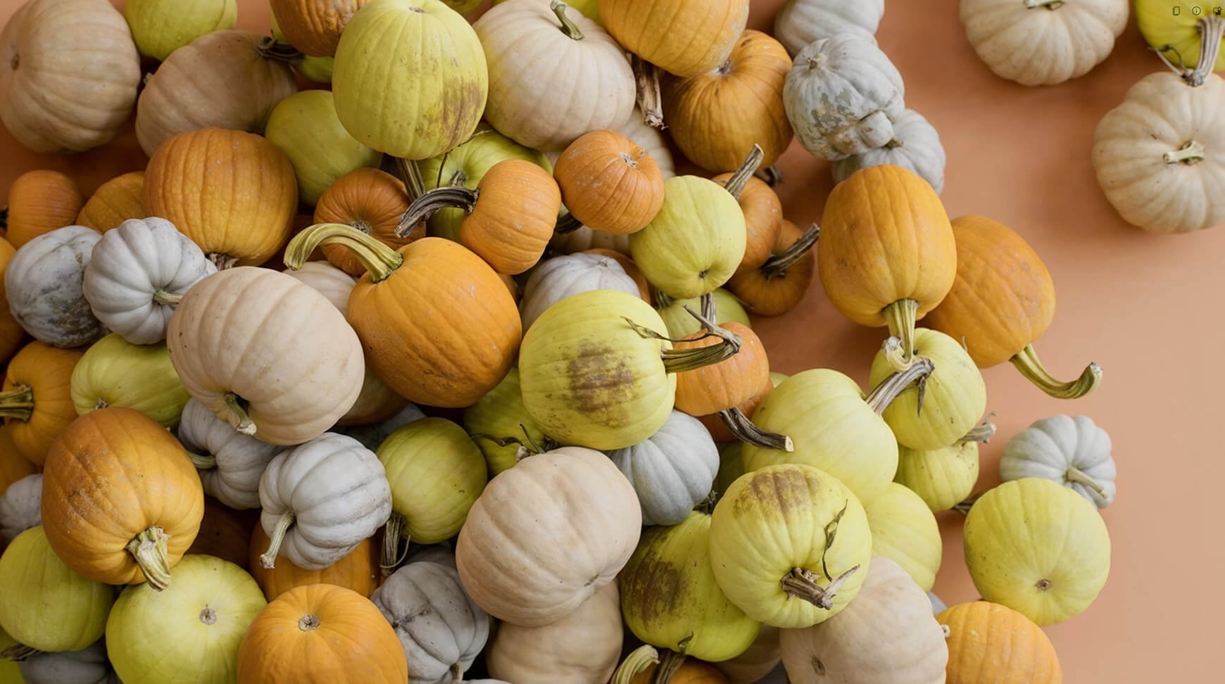 Free Pumpkin 3D Model